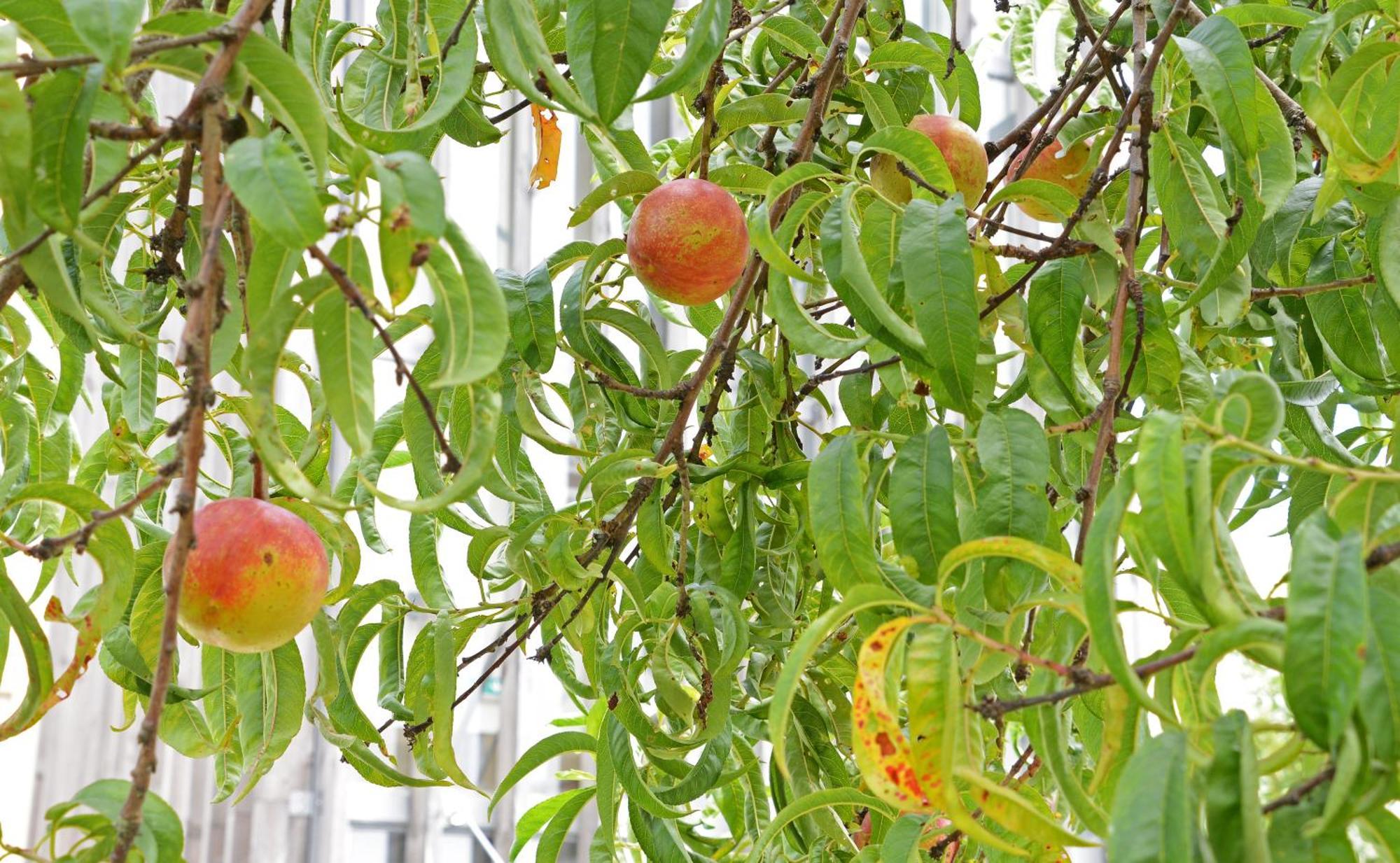 Peach Hostel & Suites Porto Eksteriør bilde